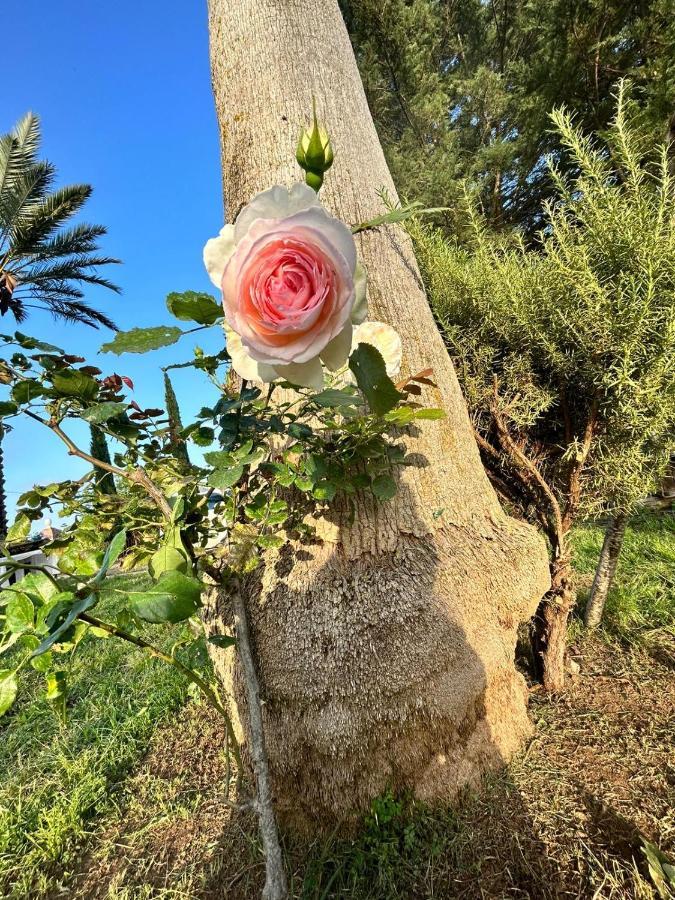 La Finestra Sul Limone Bed & Breakfast Castelvetrano Exterior photo